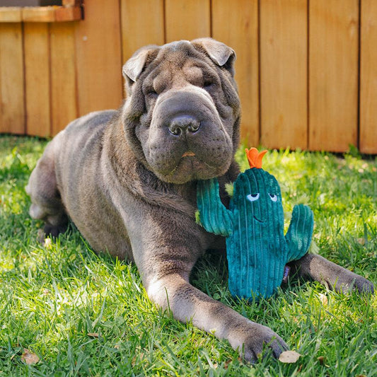 P.L.A.Y Prickly Pup Cactus