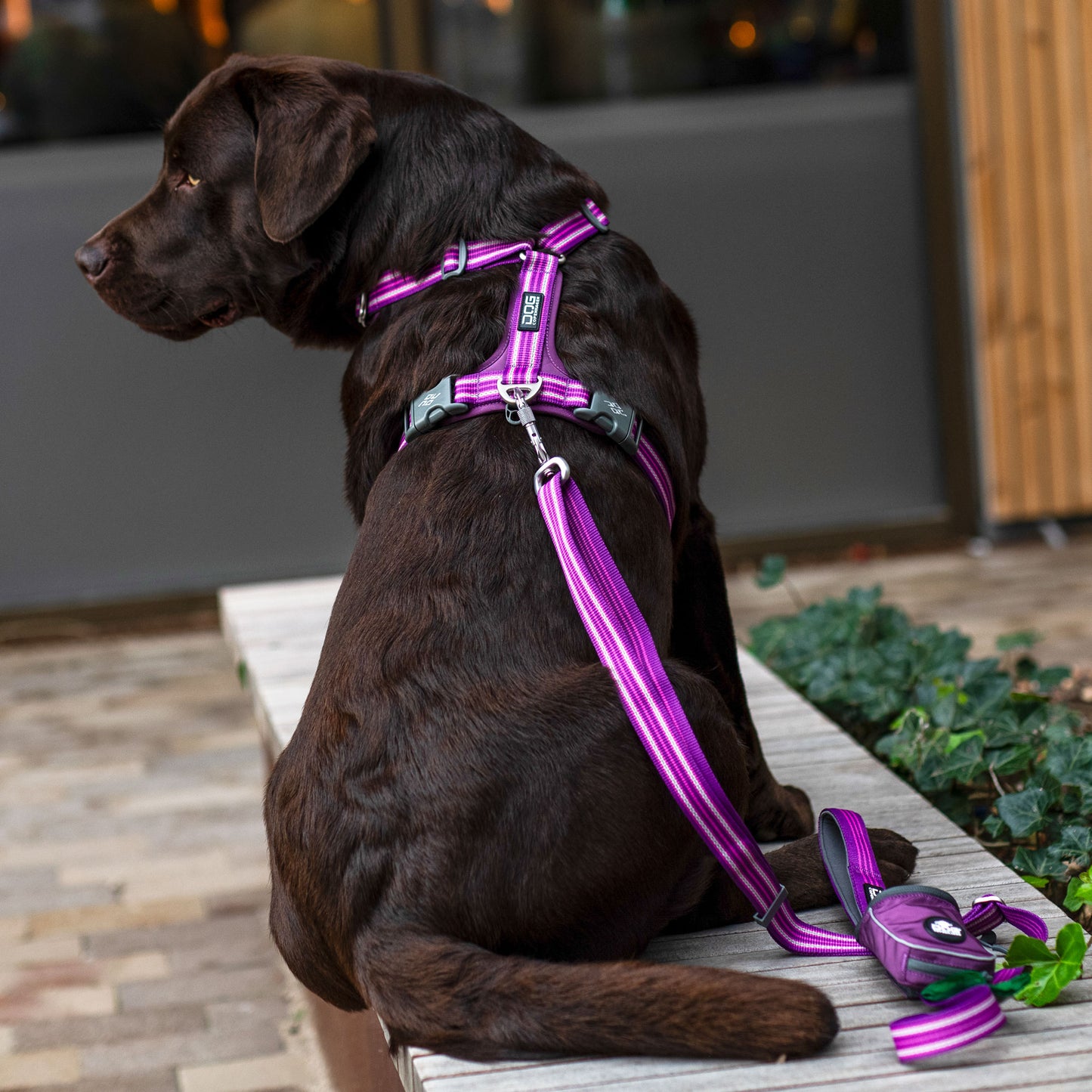 Dog Copehagen Comfort Walk Air™ Harness