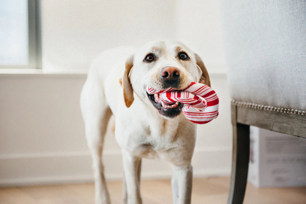 P.L.A.Y Cheerful Candy Canes
