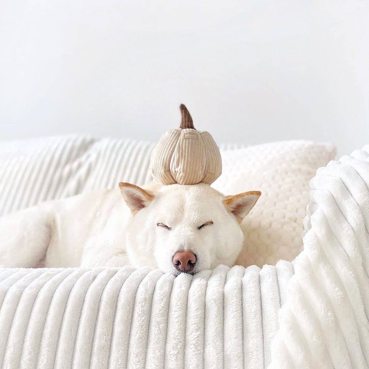 BOO//ENRICHMENT DOG TOY