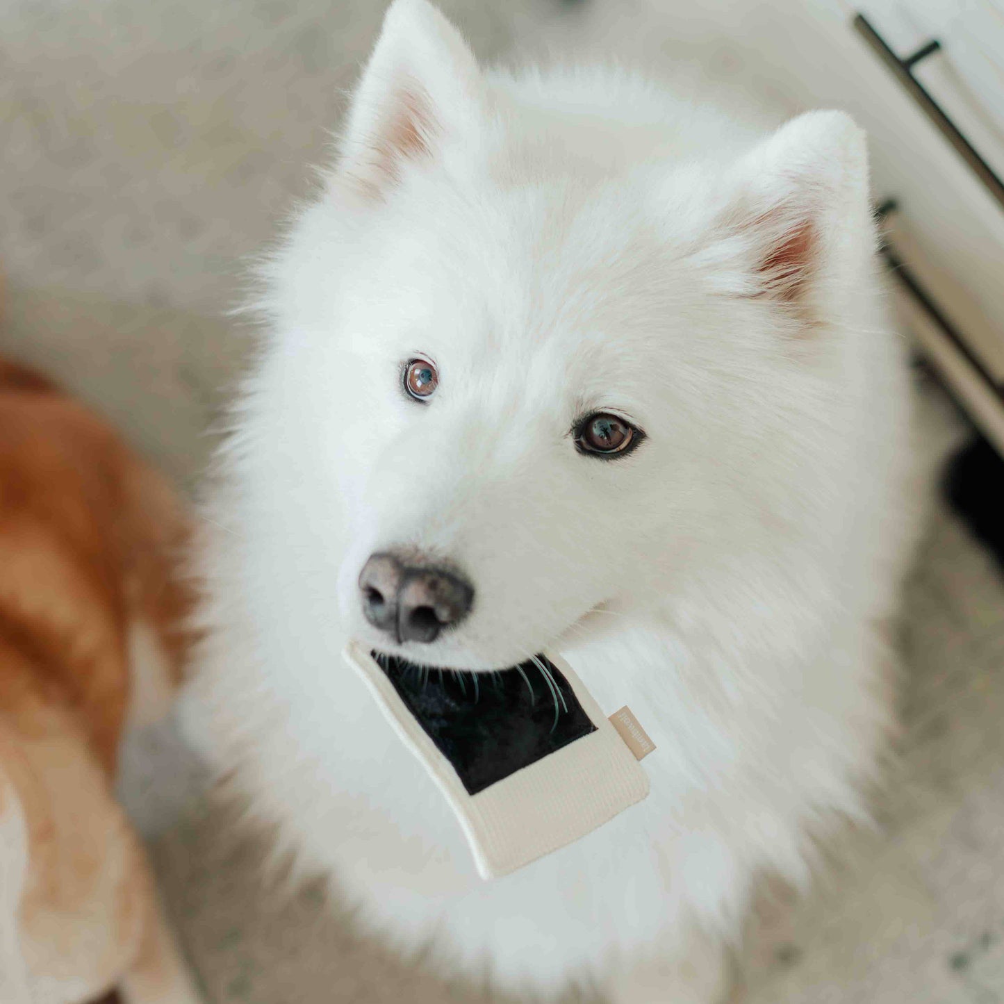 Lambwolf Collective INSTANT CAMERA // ENRICHMENT DOG TOY