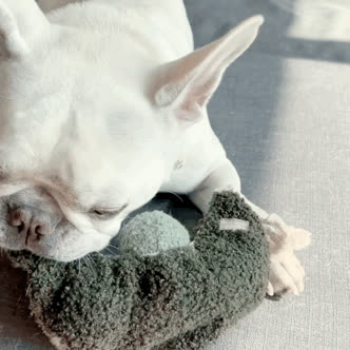 Lambwolf Collective PEA POP