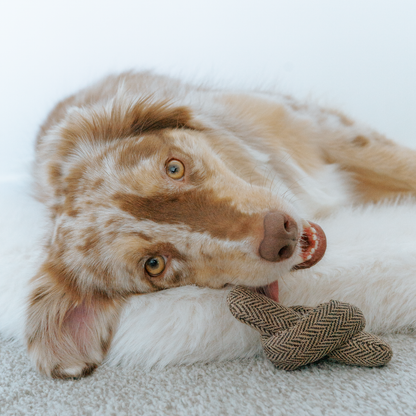 Birthday Cake // Burrow Toy
