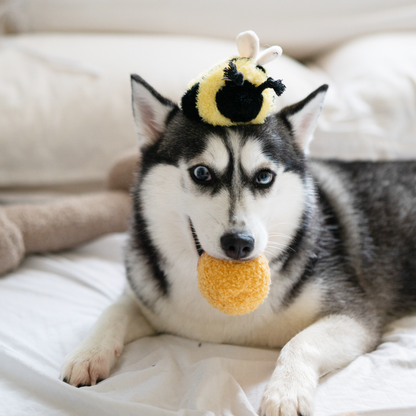 Lambwolf Collective BEE POP