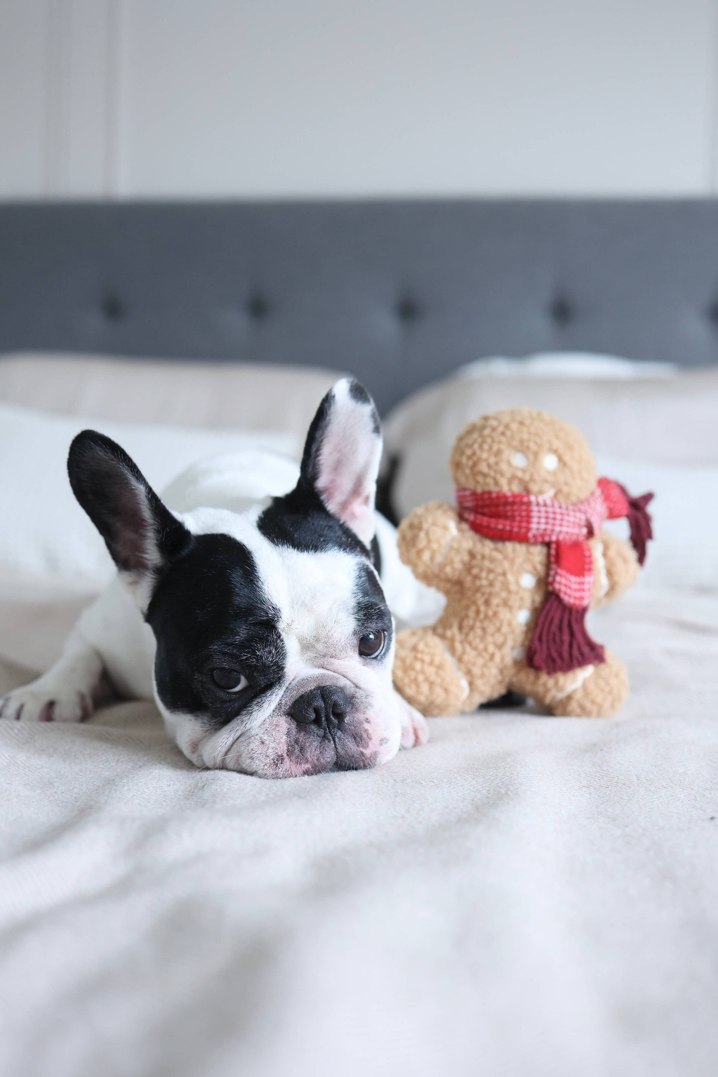 Lambwolf Collective MISTER GINGERBREAD// Holiday Toy// Enrichment Dog Toy