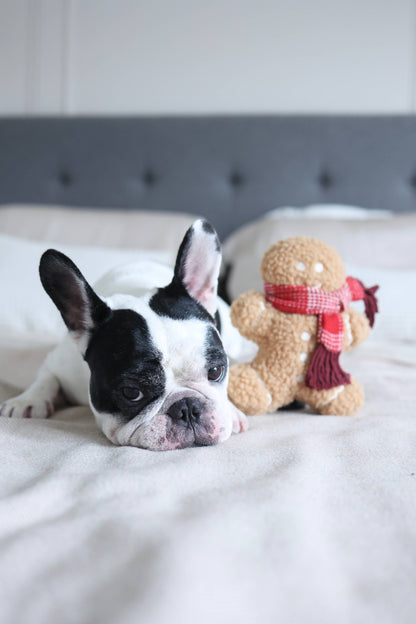 Lambwolf Collective MISTER GINGERBREAD// Holiday Toy// Enrichment Dog Toy