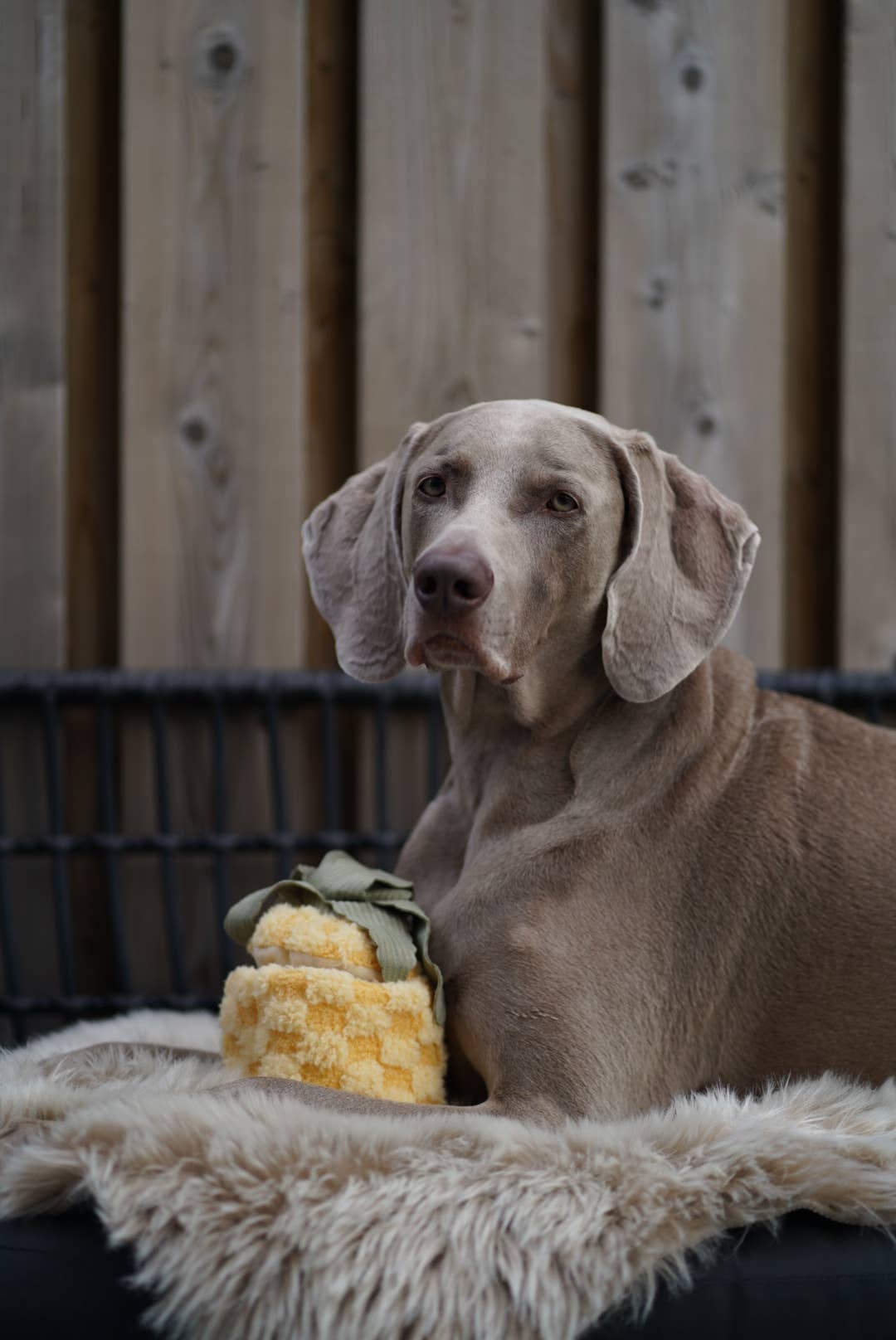 PINEAPPLE//ENRICHMENT DOG TOY