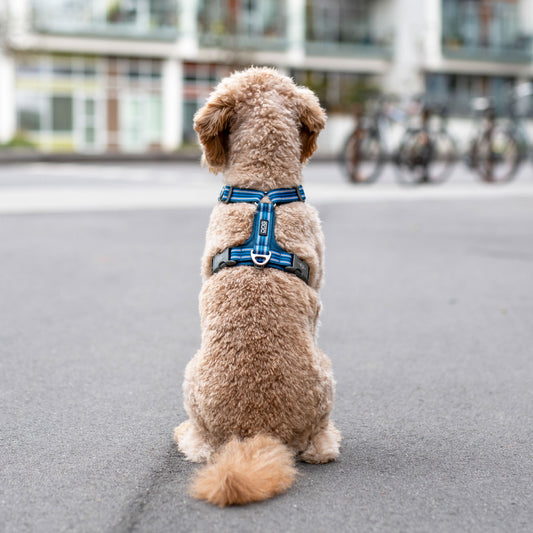 Dog Copehagen Comfort Walk Air™ Harness